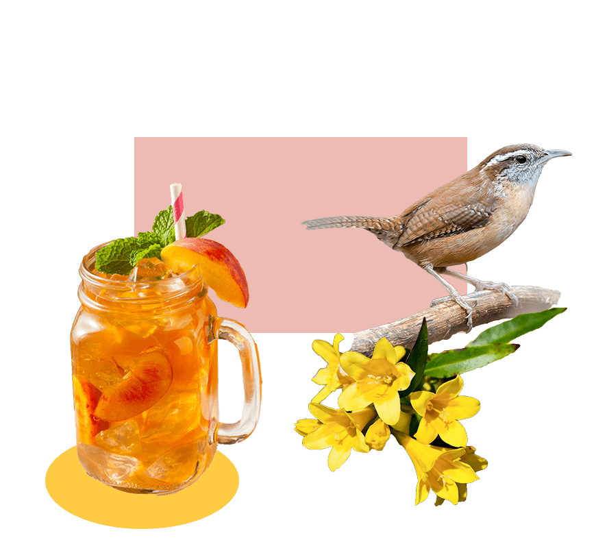 Sweet tea, a wren (bird), and Yellow Jessmines