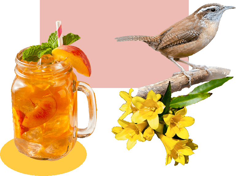 Sweet tea, a wren (bird), and Yellow Jessmines